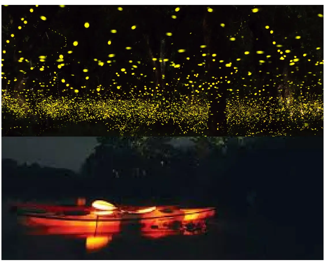 Firefly Watching